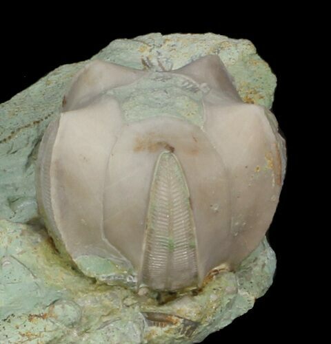 Large Blastoid (Pentremites) Fossil - Illinois #42825